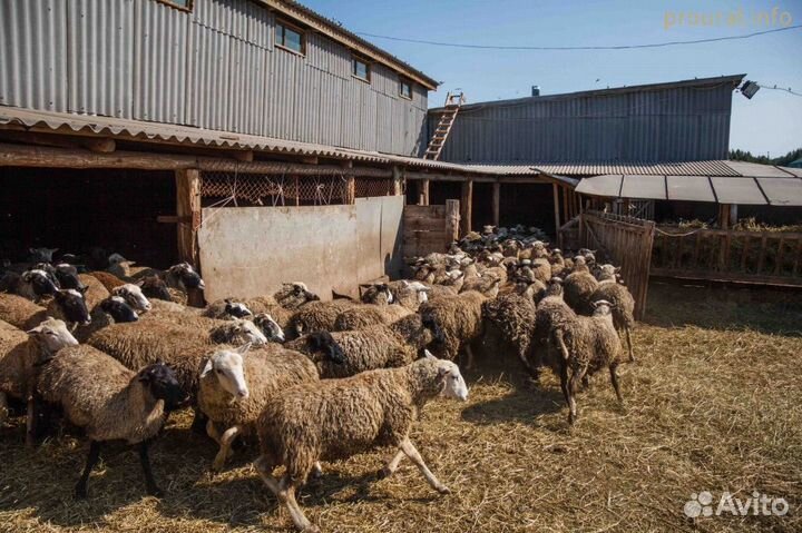 Баранина оптом