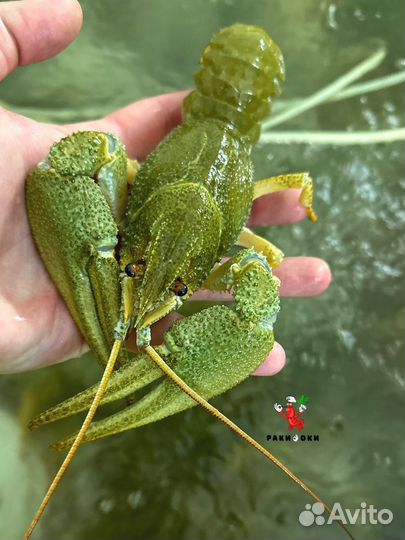 Раки для уютных вечеров от 3 кг