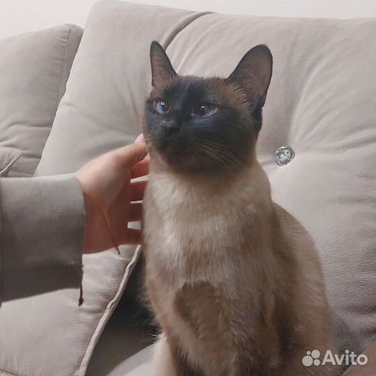 Кошки