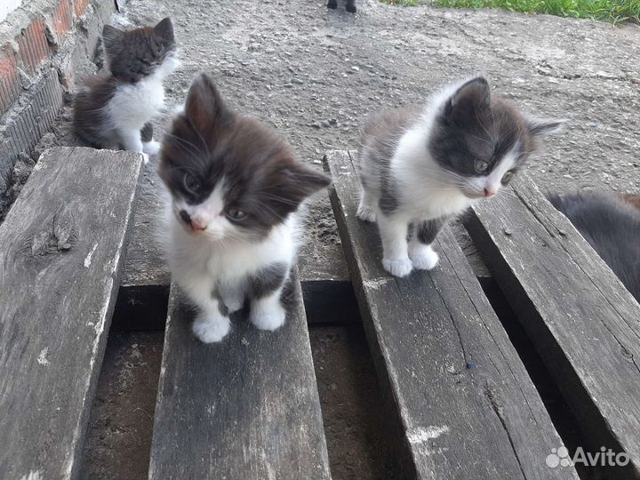 Котята в добрые руки