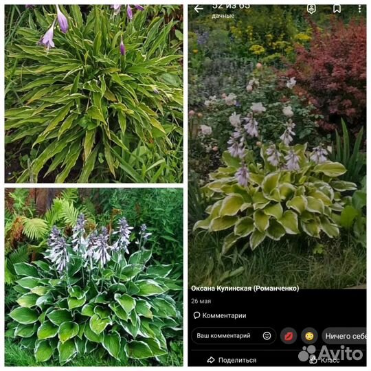 Многолетние цветы для сада