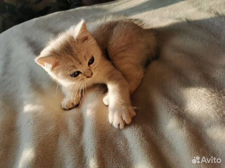 Британские котята