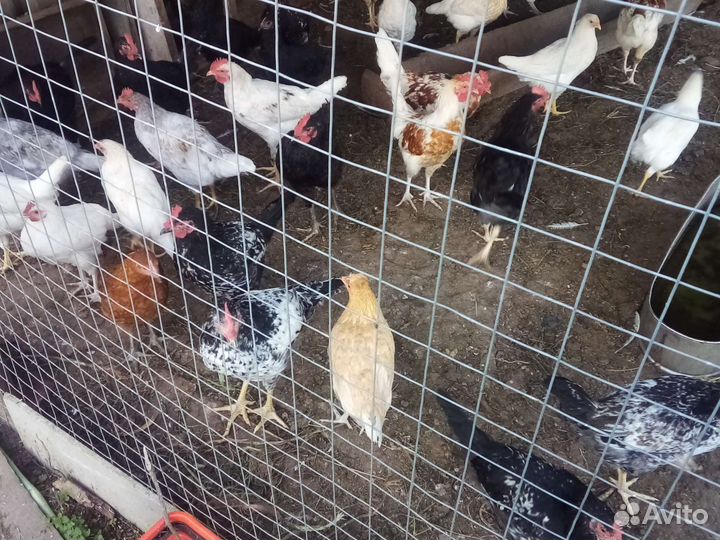 Продам молодых петушков
