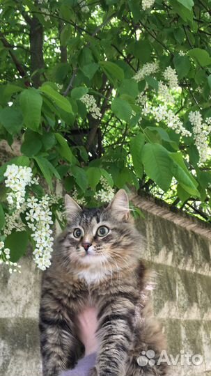 Кошка бесплатно