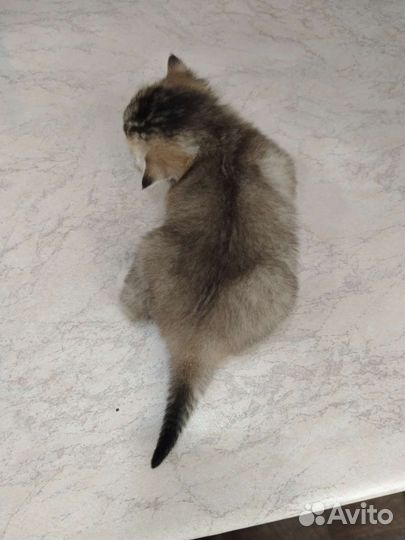 Шотландские тиккированые малыши