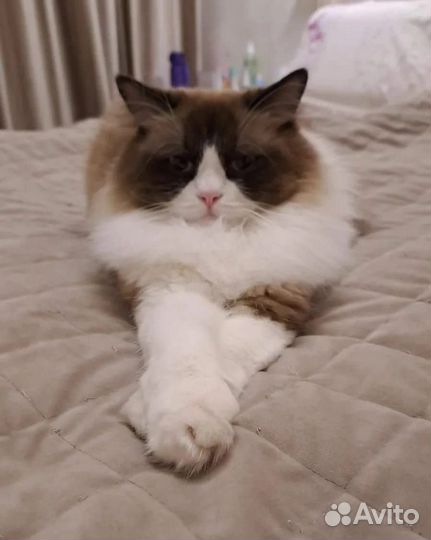 Кошечка в поисках дома