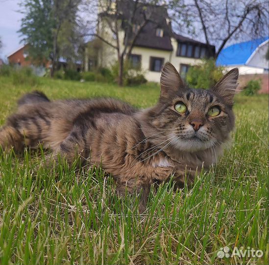 Кот ищет дом