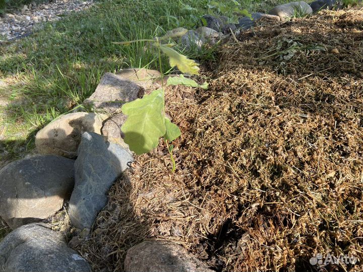 Саженцы дуба