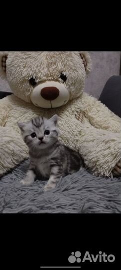 Шотландская прямоухая котята