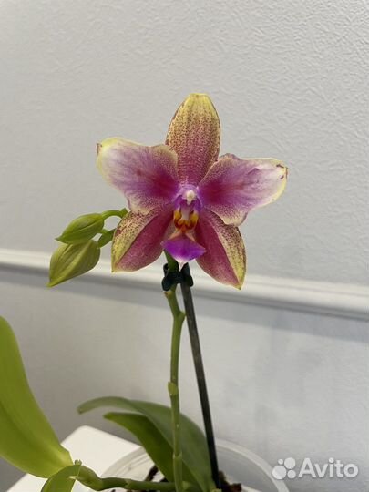 Орхидея лиодоро