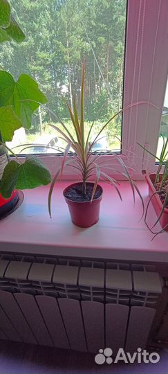 Комнатные цветы драцена