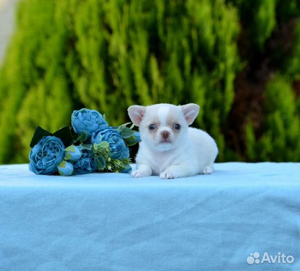 Чихуахуа Девочка бело кремовая