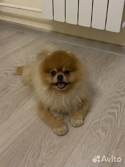 Выгул собак, выездной уход на дом