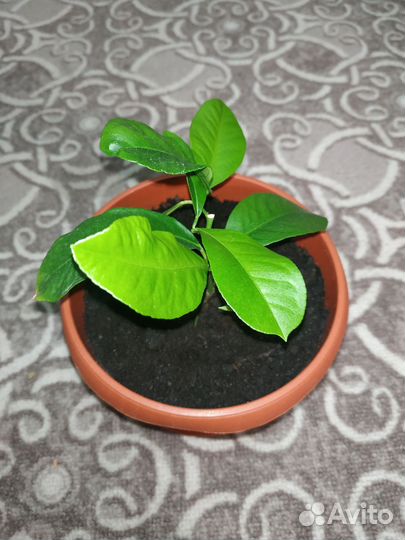 Лимон в горшке