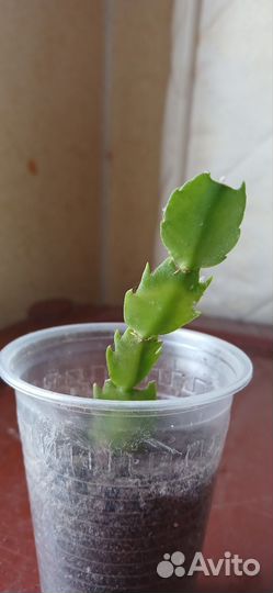 Комнатные растения (Декабрист розовый)