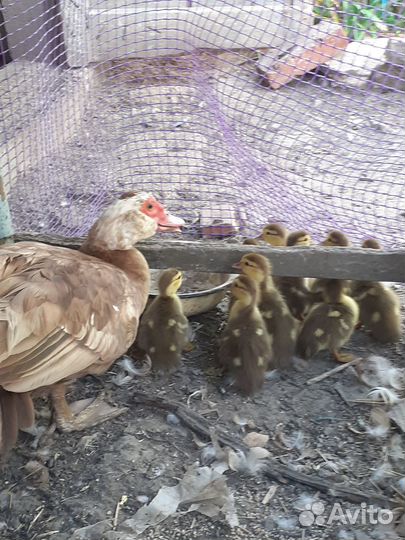 Утята индоутки