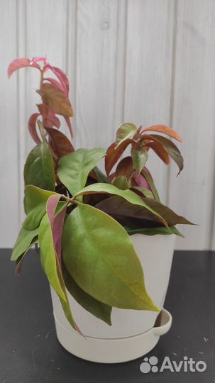 Комнатные растения. Набор