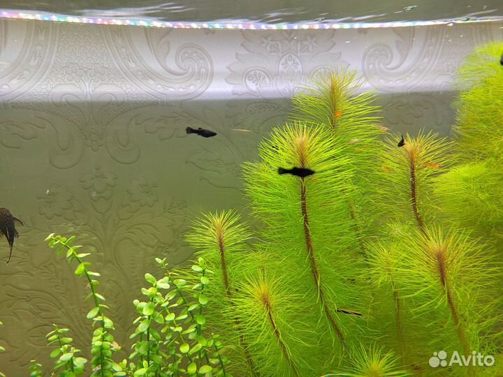 Аквариумные рыбки и аквариумные растения