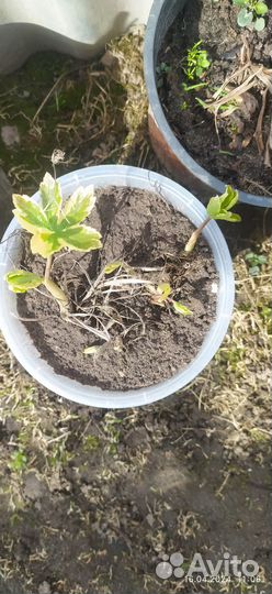 Астранция вариегатная для сада