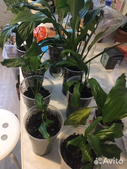 Спатифиллум