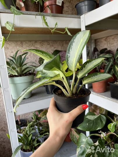 Аглаонема Уши слона