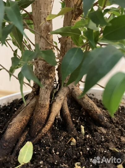 Фикус мелколистный