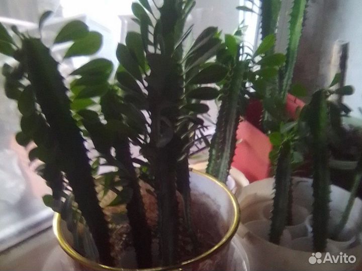 Молочай трехгранный