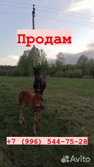 Продам кобылку с жеребенком