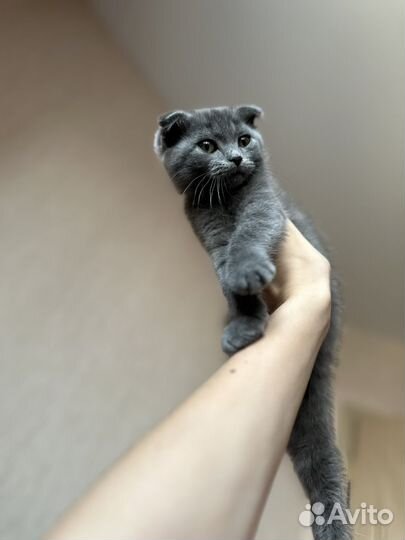 Кошка в дар