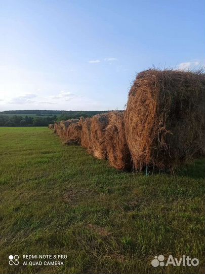Сено в тюках