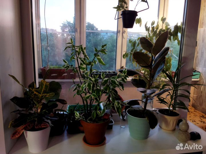 Комнатные растения