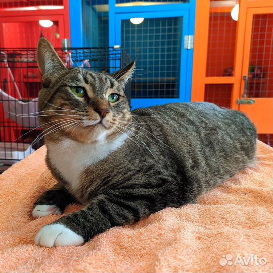 Кошка Лайма, 5 лет, из приюта Домик