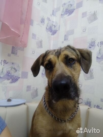 Отдам в добрые руки