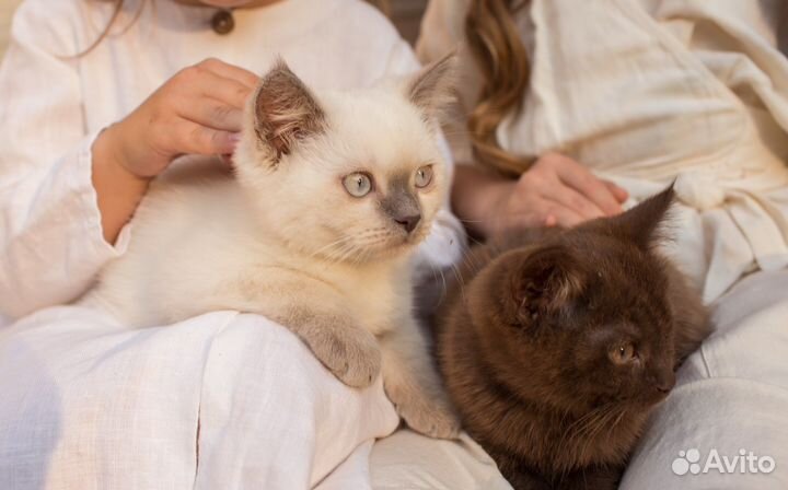 Британские котята