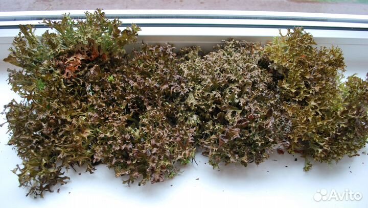 Цетрария - Исландский мох