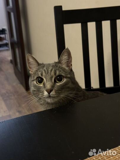 Кошка на передержку