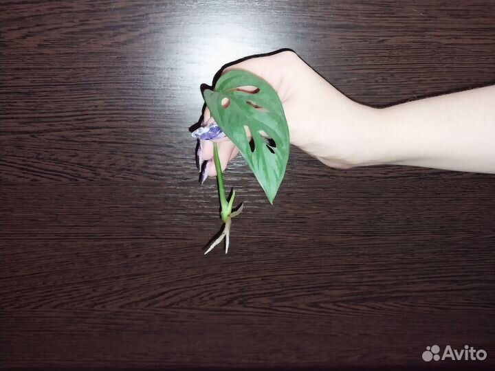 Монстера манки маск