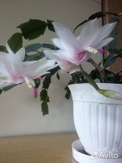 Декабрист (шлюмбергер)