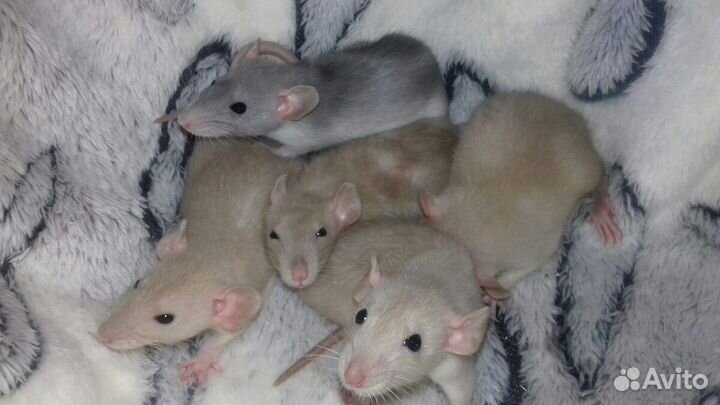 Крысята Дамбо. Крысы рыжего окраса и другие