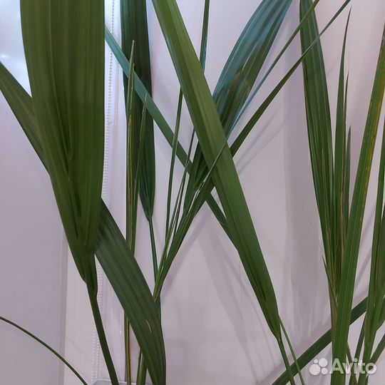 Пальма с горшком 1м20см, можно на подарок