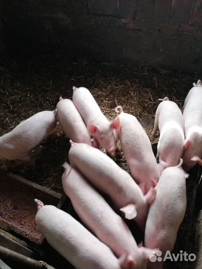 Поросята