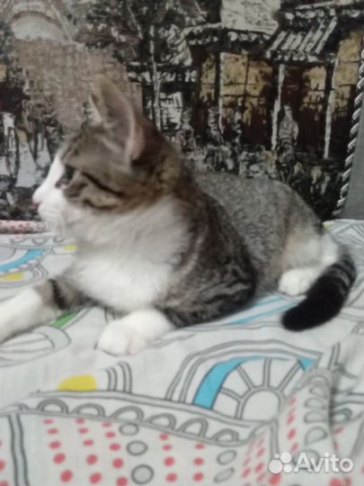 Котик в добрые руки