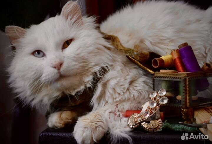 Котенок Том. Курильский бобтейл