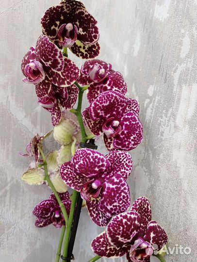 Цветущая орхидея Дикий кот