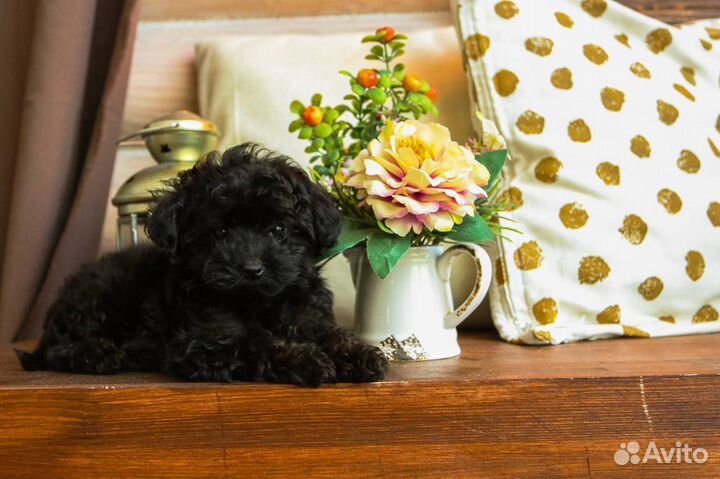 Мальтипу мини девочка