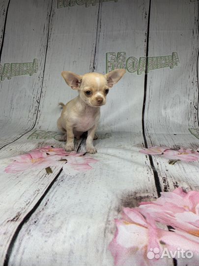 Кремовый мальчик чихухуа