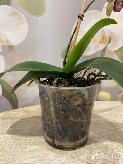 Орхидея фаленопсис