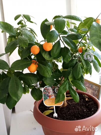 Мандариновое дерево, отростки