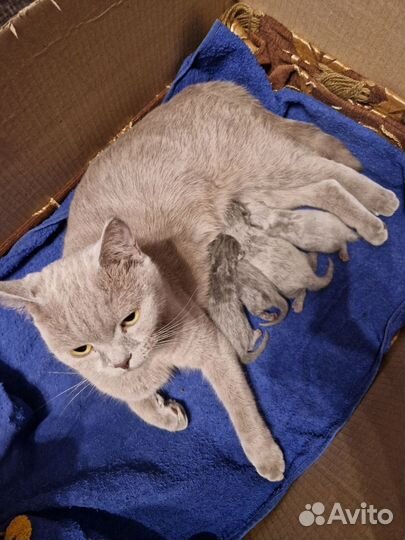 Шотландские котята