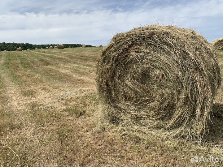 Продам сено в рулонах